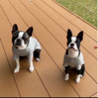 BonPuis