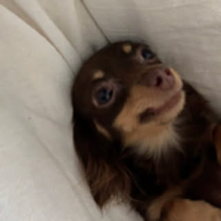 coco