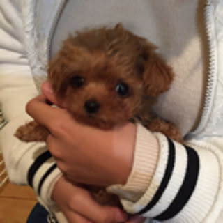 rika-poo