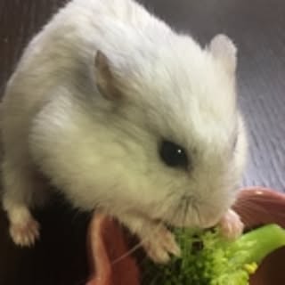 mika