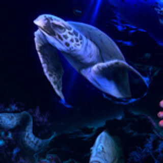 kaoringorilla