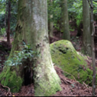 michiyama
