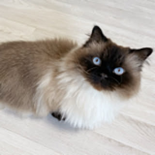anya