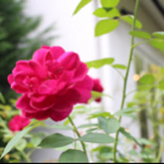 mayu_15_home
