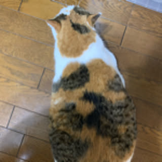 yamachika