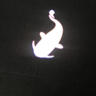 hokaccia