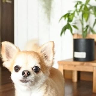 kou