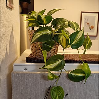 kokemi