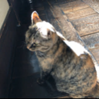 yuki