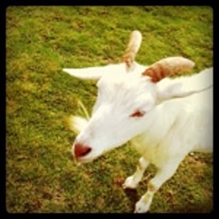 yuki