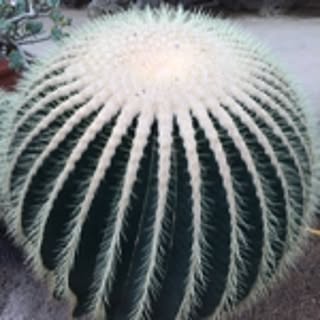 gachi
