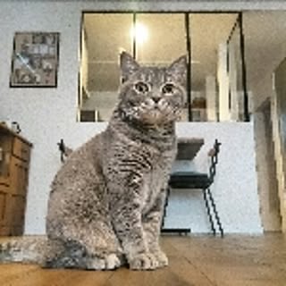 nikonikon