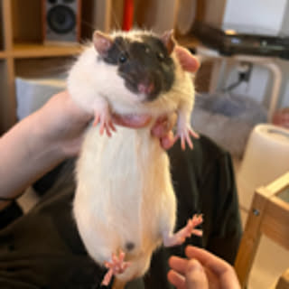 ikirunomuzukashii