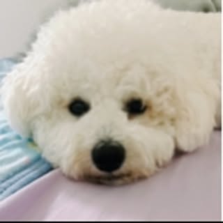 mochipi