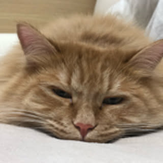 kinako