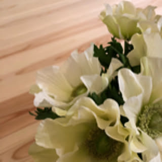 anemonehope
