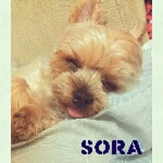mint-sora