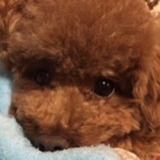 yuki