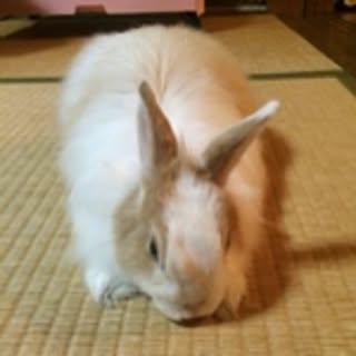 moka