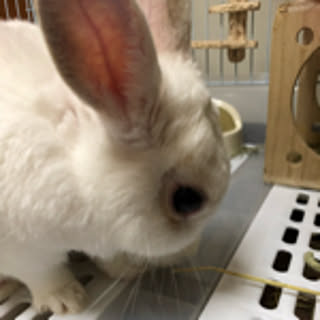 kisaki