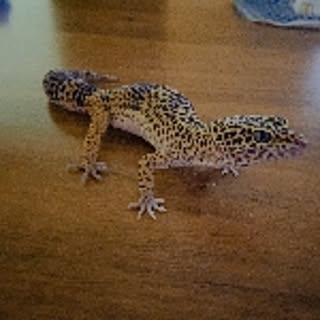 chibi