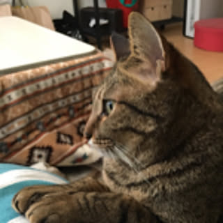 nekopon