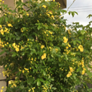 SAYONA