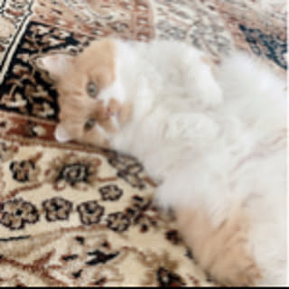 miho16d