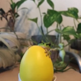 dango
