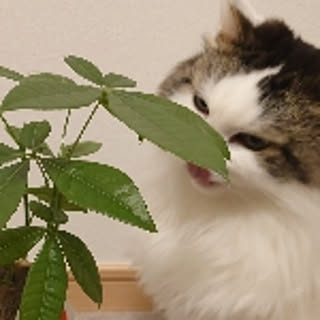 nekomania
