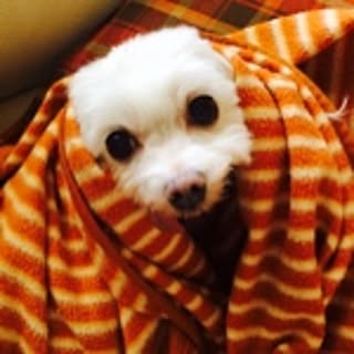 chieko