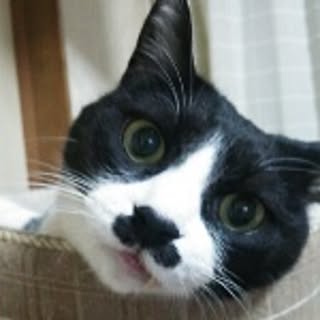 kota