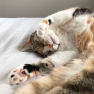 Ren