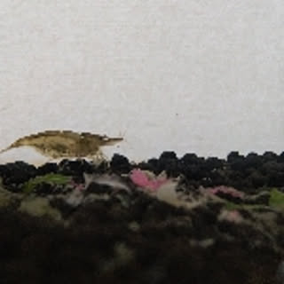 taco