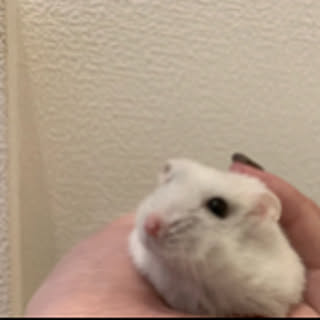 HANA