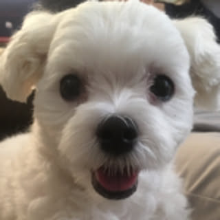 nikoniko
