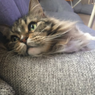 ayaa