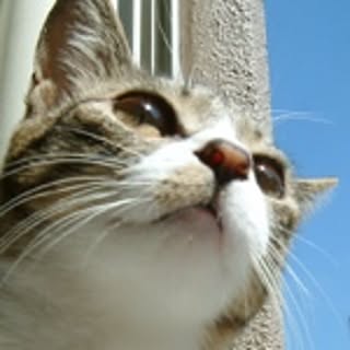 KeikoCats