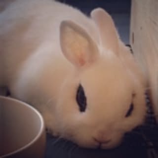 terutyuu