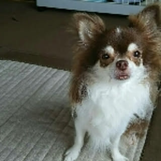 popori