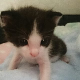 nico
