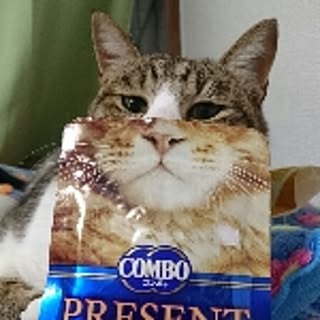 nekotototo
