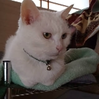 taru