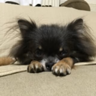 tomo