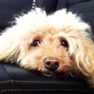 yuki