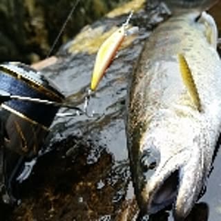 satochi