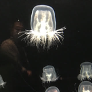 yn