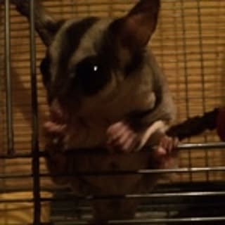 hie