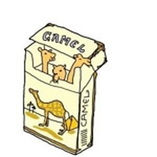 camel_313