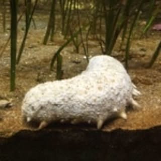 Hamuka